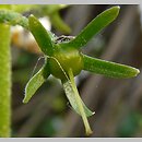 znalezisko 20110601.1.pkob - Hottonia palustris (okrężnica bagienna); rów w ok. Górzyna, woj. lubuskie