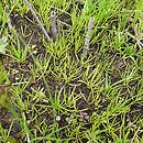 Samolo-Littorelletum uniflorae - zespół brzeżycy jednokwiatowej