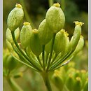 Apiaceae - bez pokrywek (LUB te nieliczne i szybko opadają)