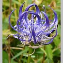 chronione dzwonkowate (Campanulaceae)