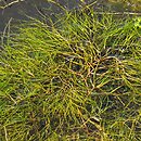 Potamion pectinati - zbiorowiska roślin przeważnie zanurzonych i zakorzenionych na dnie, wód żyznych