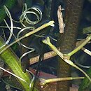 nurzaniec Å›rubowy (Vallisneria spiralis)