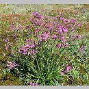 znalezisko 20140531.2.pkob - Viscaria vulgaris (smółka pospolita); Dolina Nysy Łużyckiej