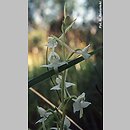znalezisko 00010000.328.mr - Platanthera chlorantha (podkolan zielonawy); Estonia
