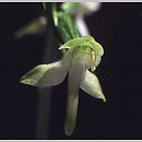 znalezisko 00010000.230.mr - Platanthera chlorantha (podkolan zielonawy); Suwalszczyzna