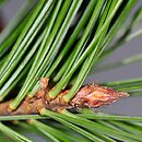 Pinus monticola (sosna zachodnia)