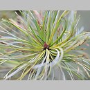 Pinus pumila (sosna karłowata)
