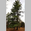 Pinus ×schwerinii (sosna Schwerina)