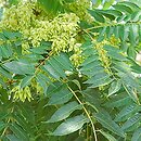 Ailanthus altissima (boÅ¼odrzew gruczoÅ‚owaty)