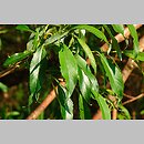 Salix triandra (wierzba trÃ³jprÄ™cikowa)