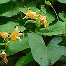 Thladiantha dubia (ziemniaczka sercowata)