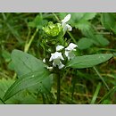 znalezisko 20100627.1.puchalski - Prunella vulgaris (głowienka pospolita); Puszcza Białowieska