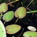 Caldesia parnassifolia (kaldezja dziewięciornikowata)