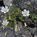 znalezisko 20110614.4.js - Cerastium alpinum (rogownica alpejska); Babia Góra