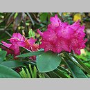 Rhododendron Ella