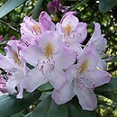 Rhododendron Parson's Gloriosum