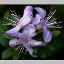 Rhododendron impeditum (rÃ³Å¼anecznik gÄ™sty)