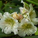 Rhododendron brachycarpum (rÃ³Å¼anecznik krÃ³tkoowocowy)
