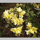 Rhododendron ambiguum