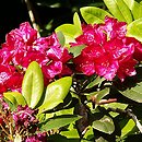 Rhododendron Edward S. Rand