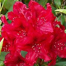 Rhododendron Erato