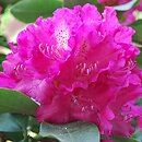 Rhododendron Holbein