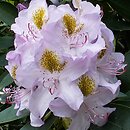 Rhododendron Holger