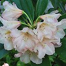 Rhododendron Marimba