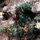 Chrysanthemum (zÅ‚ocieÅ„)