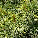 Pinus flexilis (sosna giętka)