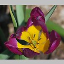 Tulipa humilis var. pulchella (tulipan nadobny)