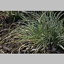znalezisko 20100828.10.js - Carex conica (turzyca stożkowata)