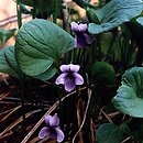 Viola epipsila (fiołek torfowy)
