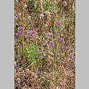 znalezisko 20150823.1.wm - Allium senescens ssp. montanum (czosnek skalny); Olsztyn [Częstochowa]; Góra Biakło [340m n.p.m.]
