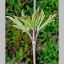znalezisko 20080509.2.wm - Anemone sylvestris (zawilec wielkokwiatowy); Racławice.; Dale [rez. Wały]