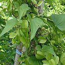 Dioscorea nipponica (pochrzyn nippoÅ„ski)
