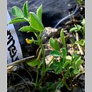 Medicago scutellata (lucerna gwieździsta)