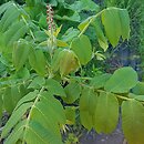 orzech ajlantolistny (Juglans ailantifolia)