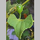 Cyclanthera brachystachya (cyklantera strzelająca)