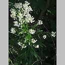 pieprzyca szerokolistna (Lepidium latifolium)