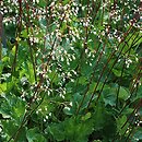 Heuchera micrantha var. diversifolia (żurawka drobnokwiatowa)