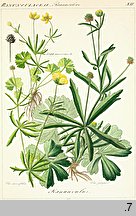 Ranunculus auricomus