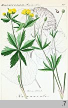 Ranunculus cassubicus s.l. (jaskier kaszubski)