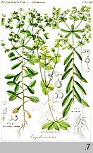 Euphorbia serrulata Euphorbia platyphyllos