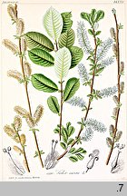 Salix aurita