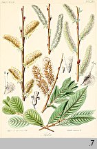 Salix cinerea