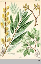 Salix cinerea