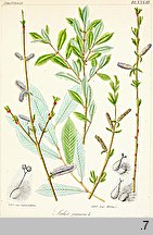 Salix purpurea