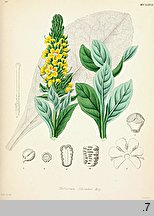 Verbascum thapsus