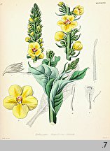 Verbascum densiflorum